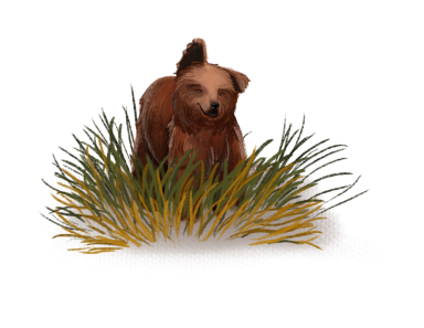 Braunbär im Gras Ein junger Braunbär steht in hohem Gras.