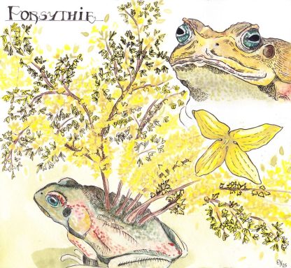 Forsythie Illustration einer Kröte aus deren Rücken eine Forsythie wächst. Die gelbe Blüte einer Forsythie, sowie ein Porträtzeichnung der Kröte.