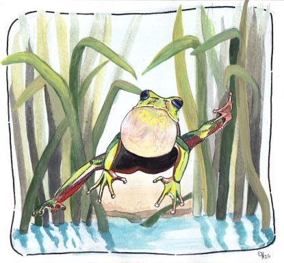 Springender Frosch Grüne Frosch springt in einen Teich umgeben von hohen Gräsern.